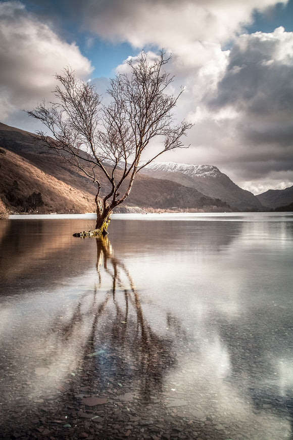 The Lonely Tree, Llanberis - Snowdonia. A bare tree stands alone in the elevated waters of Llyn Padarn in Llanberis. Blue sky and clouds reflected in the still water below. North Wales