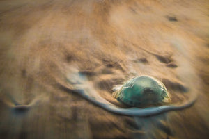 LDS0196 - Jellyfish, Llanddwyn Island - Anglesey