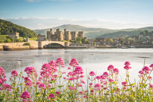 LDS0304 - Splash of colour at Conwy Castle