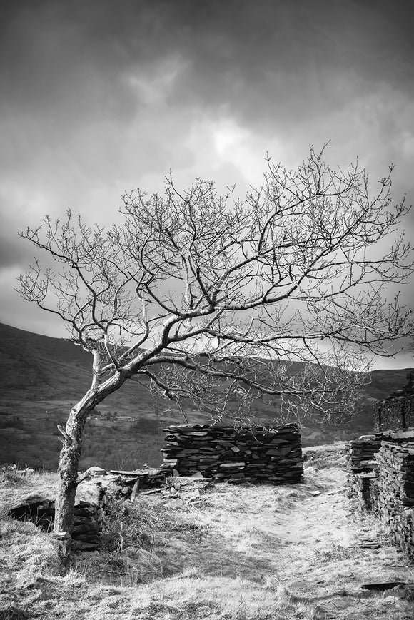 B&W The Leaning Tree - Dinorwic Quarry - A stormy day in Snowdonia National Park with the grey sky above imitating the slate colour below