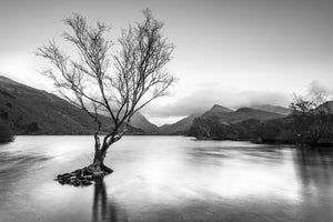 LDS0403 - The Tree, Llyn Padarn B&W