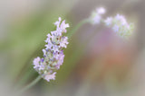 'Lavender Bloom' - Soft Focus Lavender Flowers