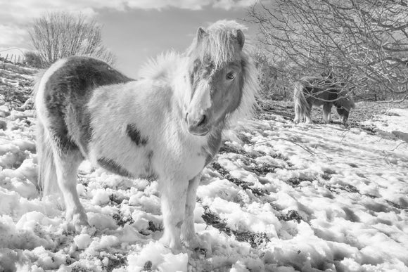 WL0003 - Carneddau Ponies B&W