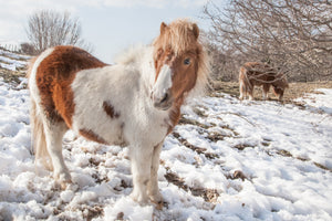 WL0004 - Carneddau Ponies