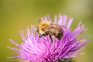 'The Thistle and Bee' - Bumble Bee on Flower