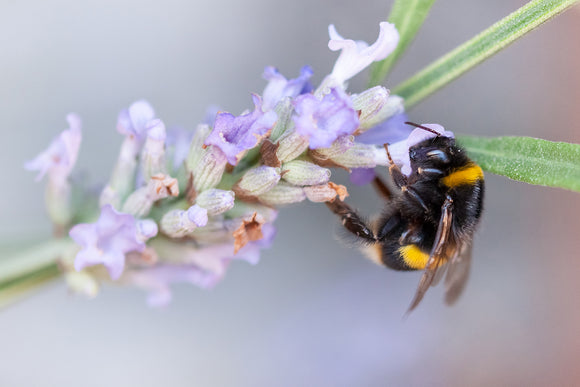 'A Lavender Lunch' - Bumble Bee on Flower