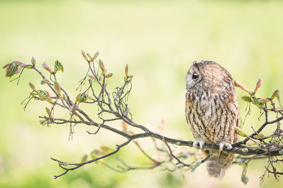 'Distraction' - Tawny Owl on a Branch