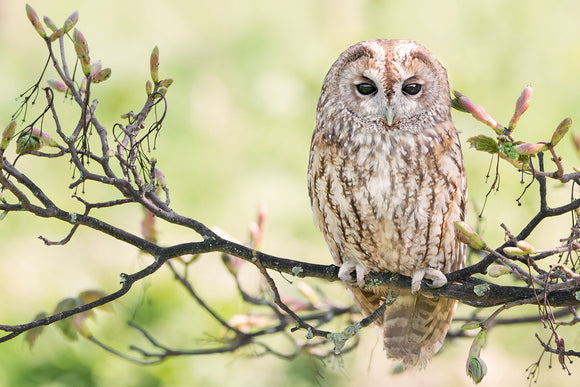 'I See You Too' - Tawny Owl on a Branch