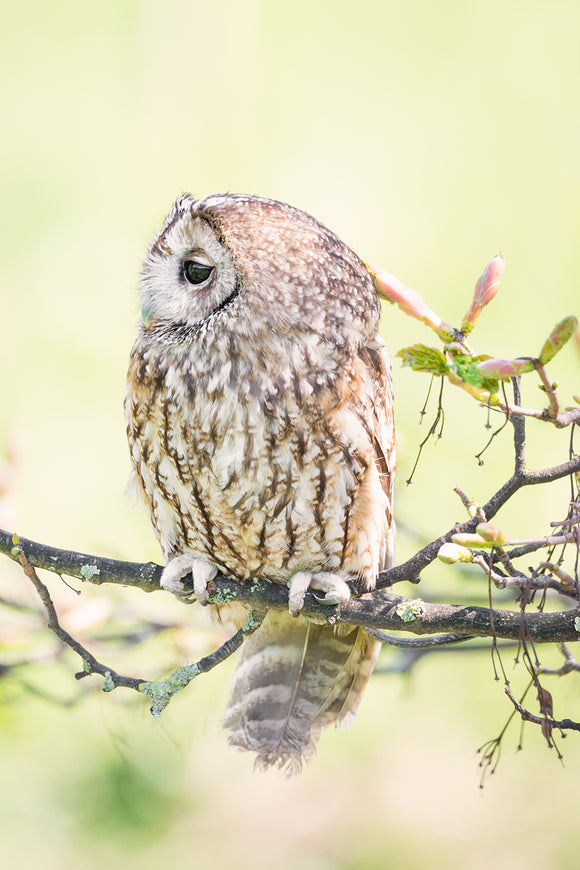 Portrait No. 1 - Tawny Owl