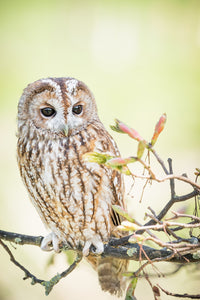 WL0018 - Tawny Owl on a branch