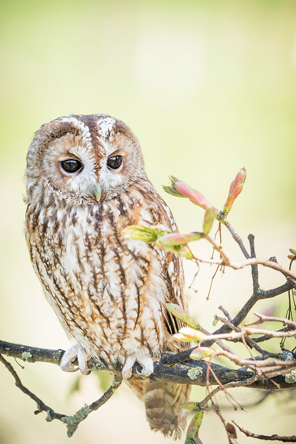 Portrait No. 2 - Tawny Owl