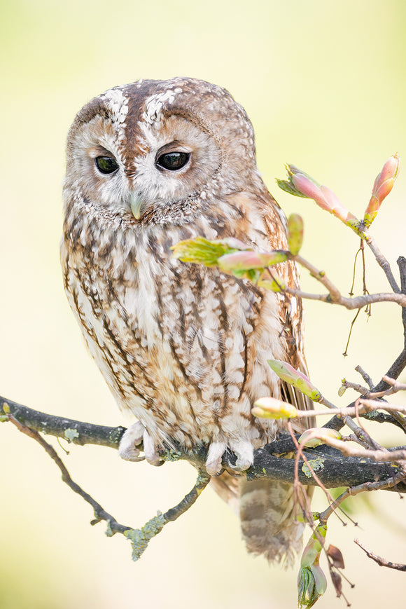 Portrait No. 3 - Tawny Owl