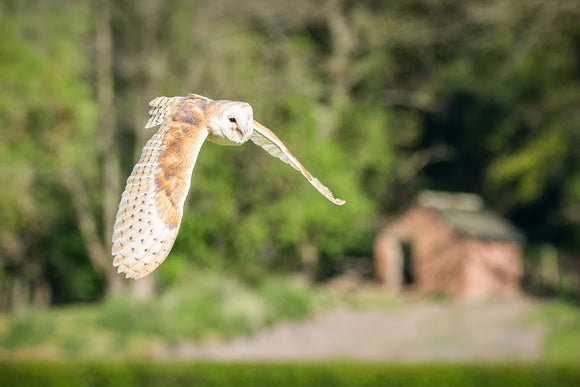 'Across the Fields' - Barn Owl in Flight