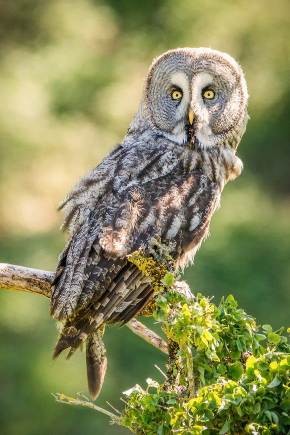 'A Grand Sight'- Great Grey Owl in a Tree