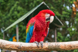 'Pretty Polly' - Scarlet Macaw