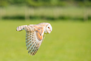 'Flying Low' - Barn Owl in Flight