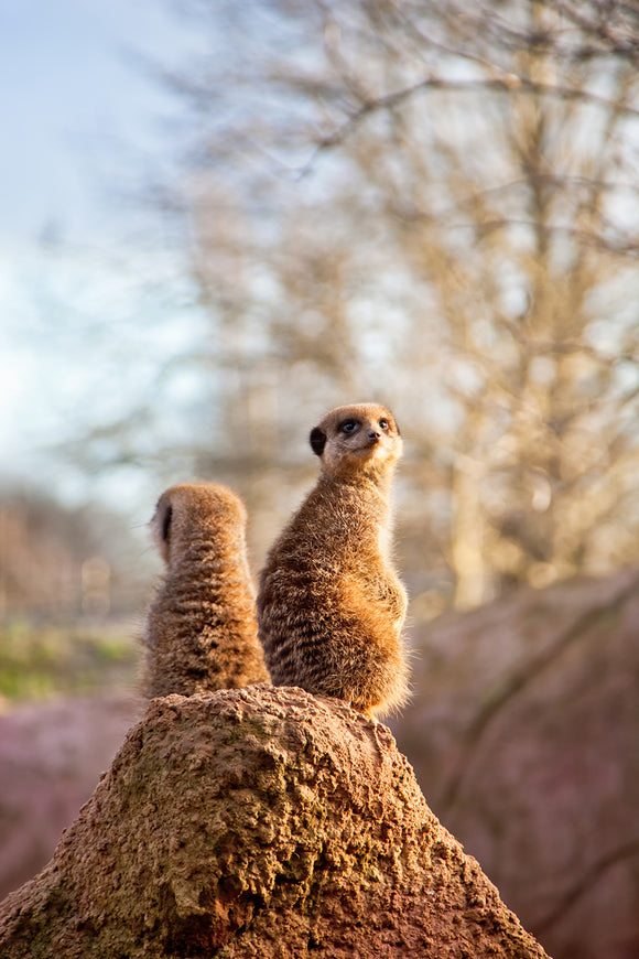 The Lookouts. Two Meerkats Sitting on a Rock, Chester Zoo