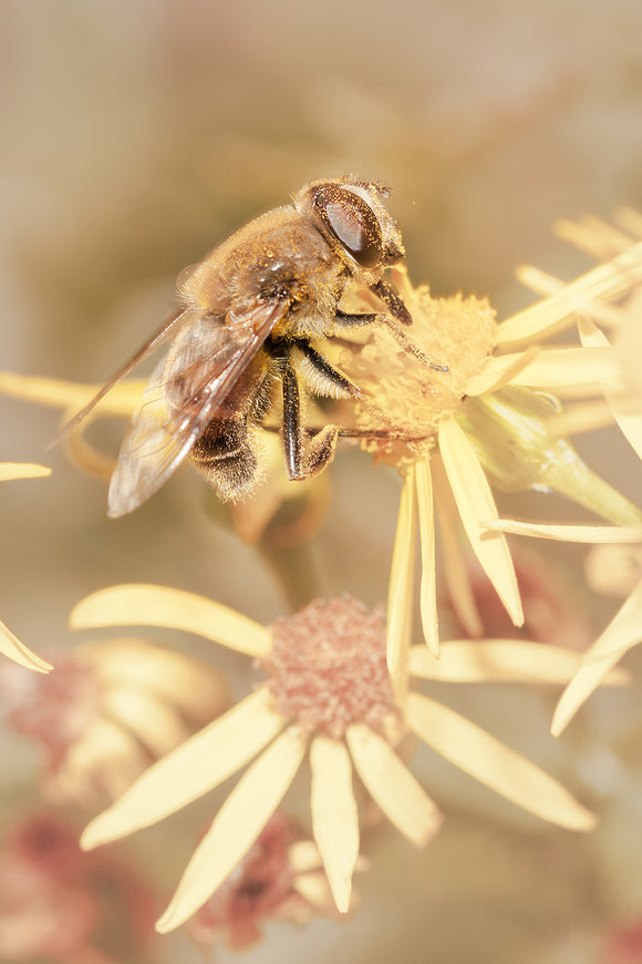 Macro image of a Honey Bee on yellow flowers collecting pollen, Macro Photography