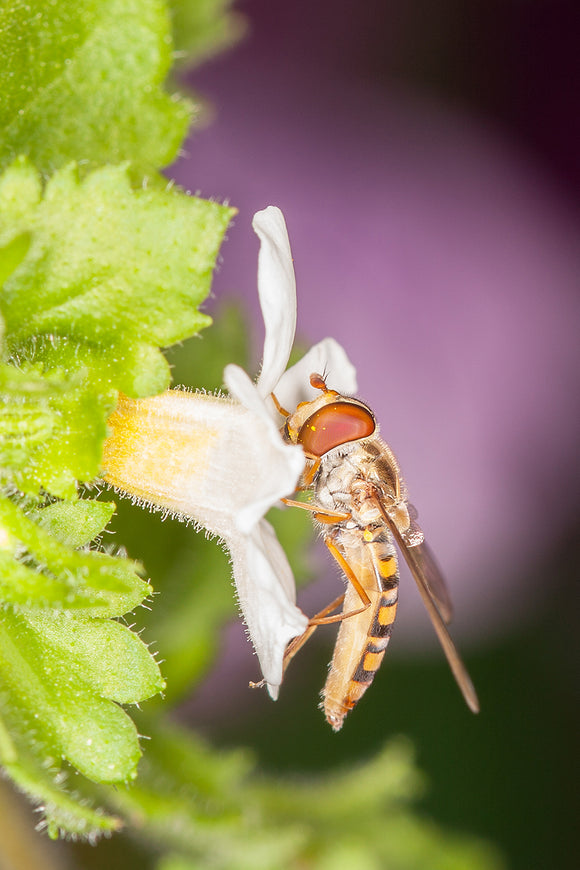 Macro Image of a Hoverfly on a White Flower with Purple Blurred Background