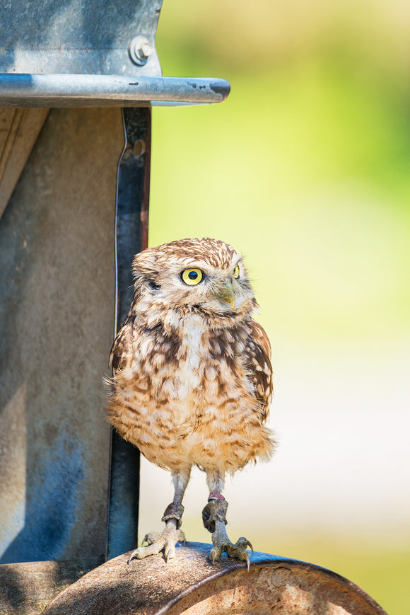 Burrowning Owl on Farm Feeding Trough, Green Background, Close Up Photography