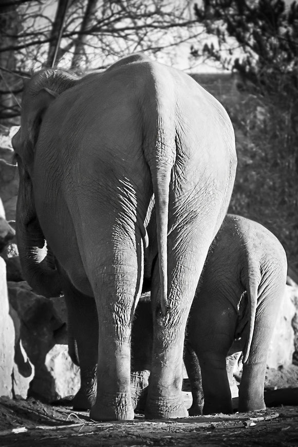 'Cheeky' - Elephant and Calf