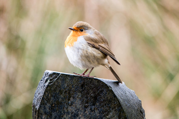 WL0047 - Robin on Slate Post