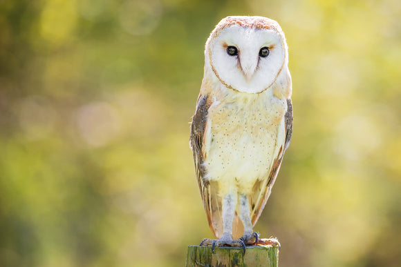 'The Lookout' - Barn Owl on Fence Post