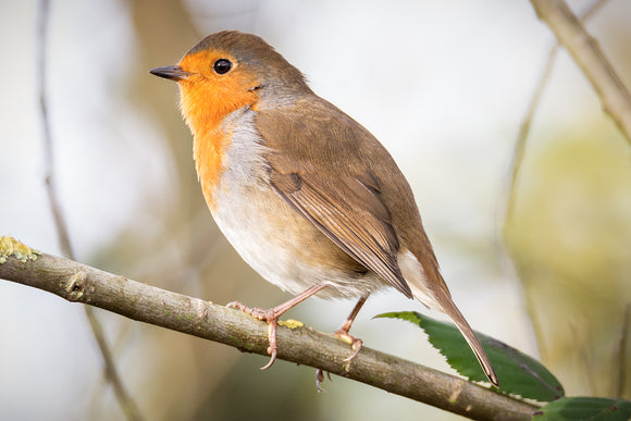 Robin Redbreast Perched on a Branch