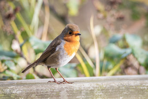 Robin Redbreast on a Fence